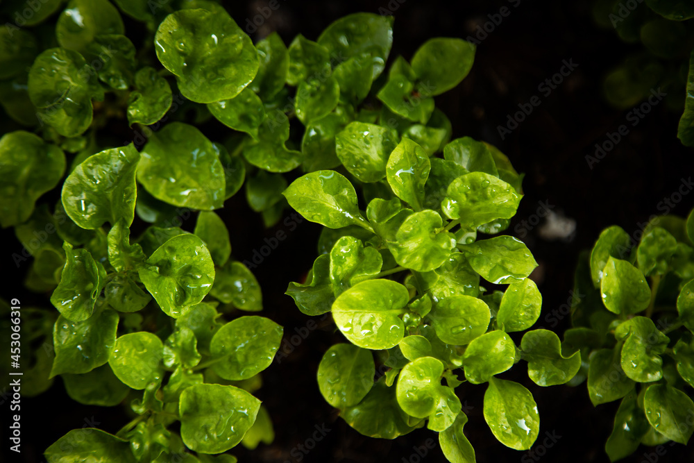 Watercress on black background. Healthy or organic food. Watercress on black background. Healthy or organic food.