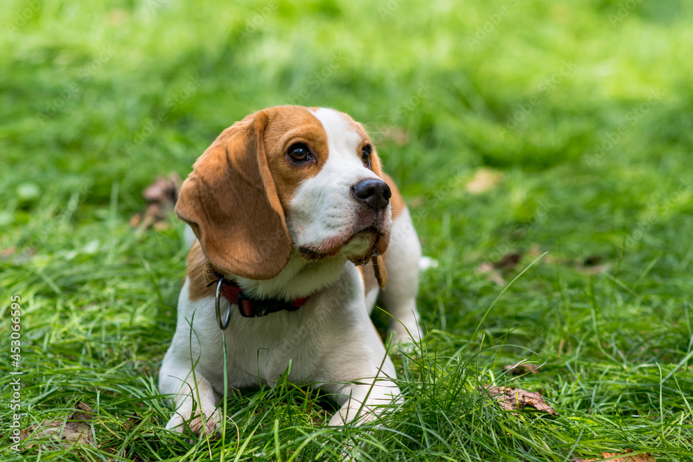 Portrait of  cute beagle dog on a green meadow