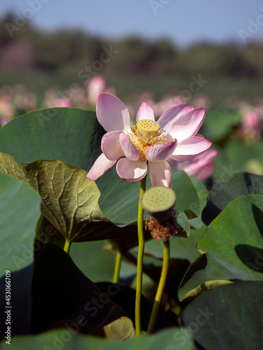 Pink beautiful lotus flower on a background of green leaves. Vertical natural background with blooming lotus. photo