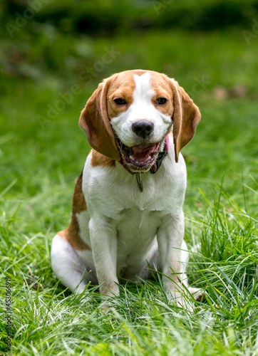 Portrait of cute beagle dog playing on a green meadow