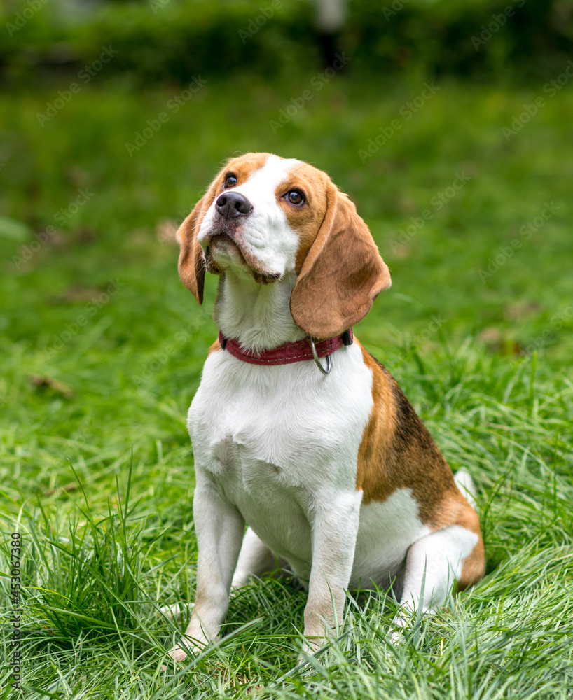 Portrait of  cute beagle dog on a green meadow