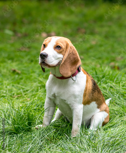 Portrait of cute beagle dog on a green meadow