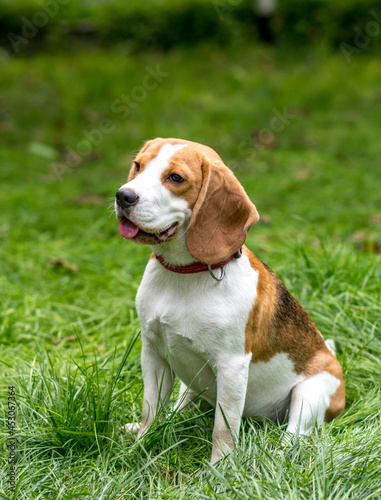 Portrait of cute beagle dog on a green meadow