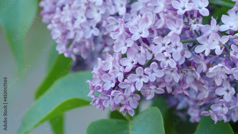 Branch of lilac flowers with green leaves Branch of lilac flowers with green leaves