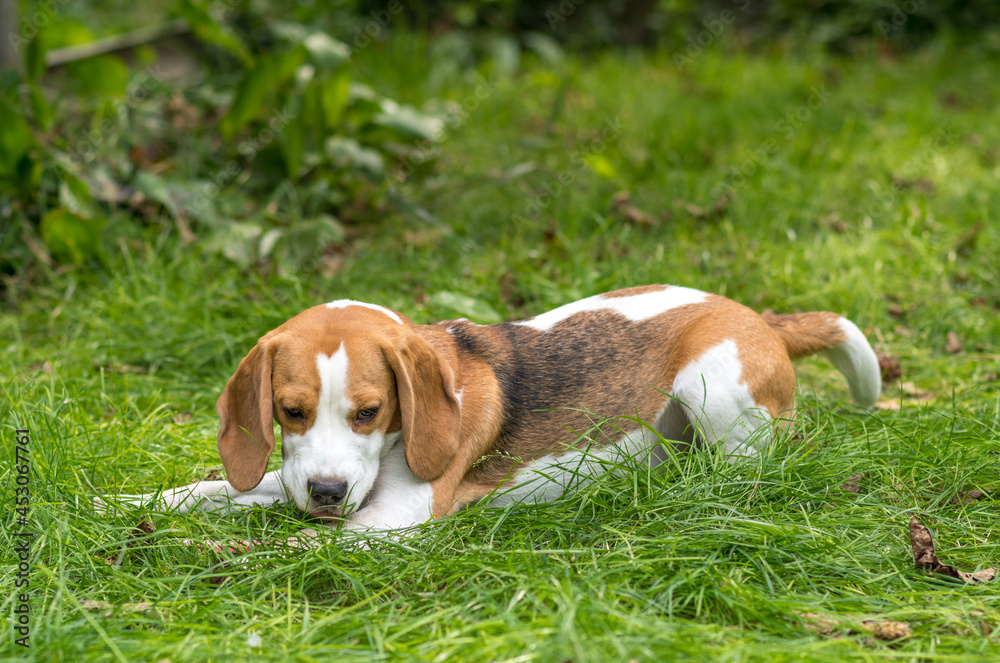 Portrait of  cute beagle dog playing on a green meadow