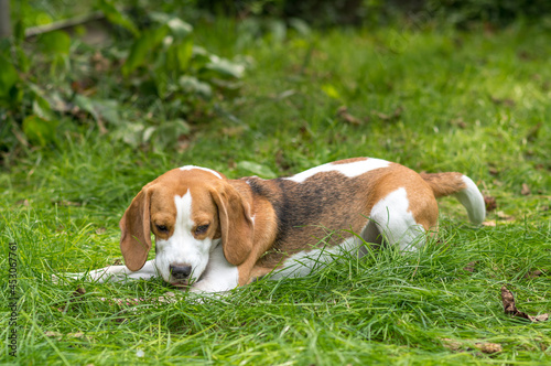 Portrait of cute beagle dog playing on a green meadow