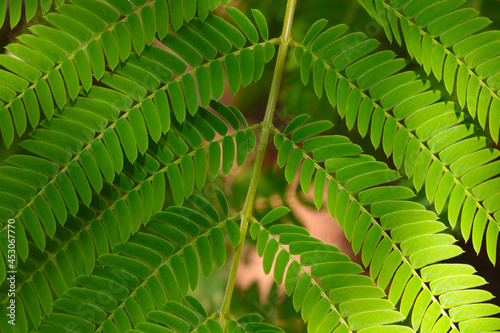 Green leaves of a tropical plant, background.