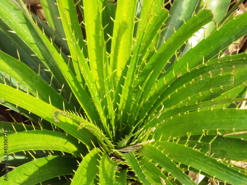 Closeup of leaves with several thorns 