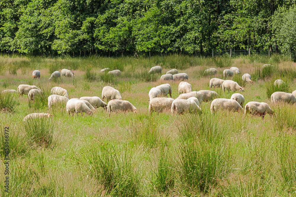 Fototapeta premium Herd of grazing sheep in a meadow near the Dutch border in De Clinge