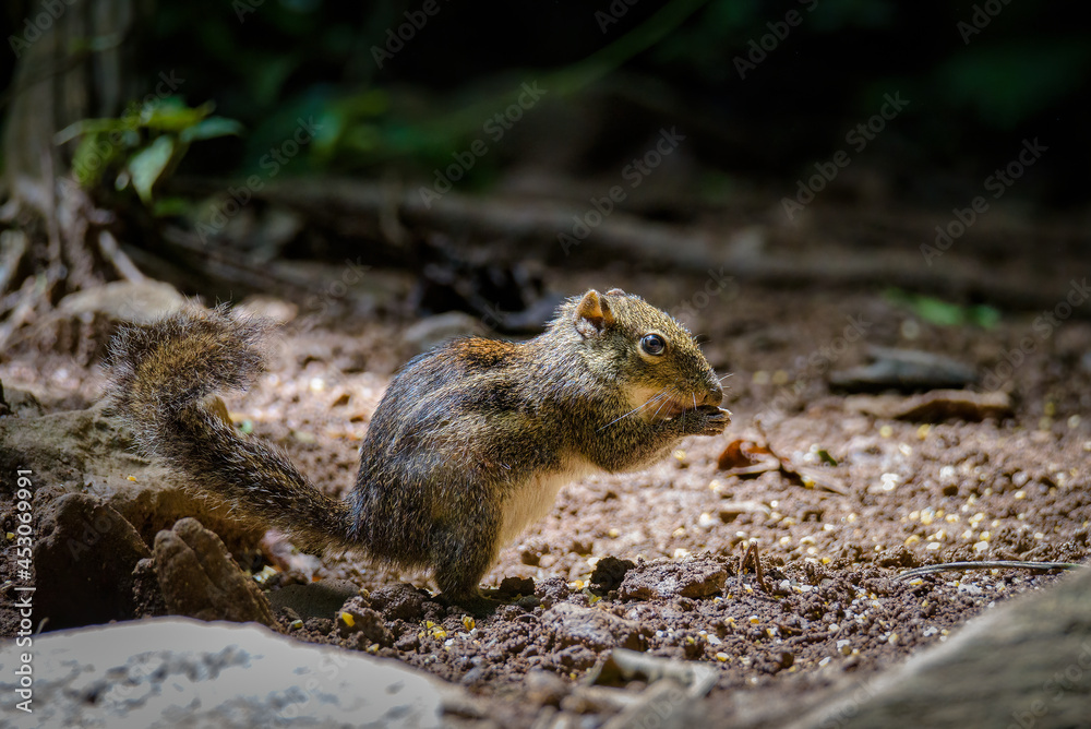 The Himalayan striped squirrel (Tamiops mcclellandii), also known as western striped squirrel, or Burmese striped squirrel The Himalayan striped squirrel (Tamiops mcclellandii), also known as western striped squirrel, or Burmese striped squirrel