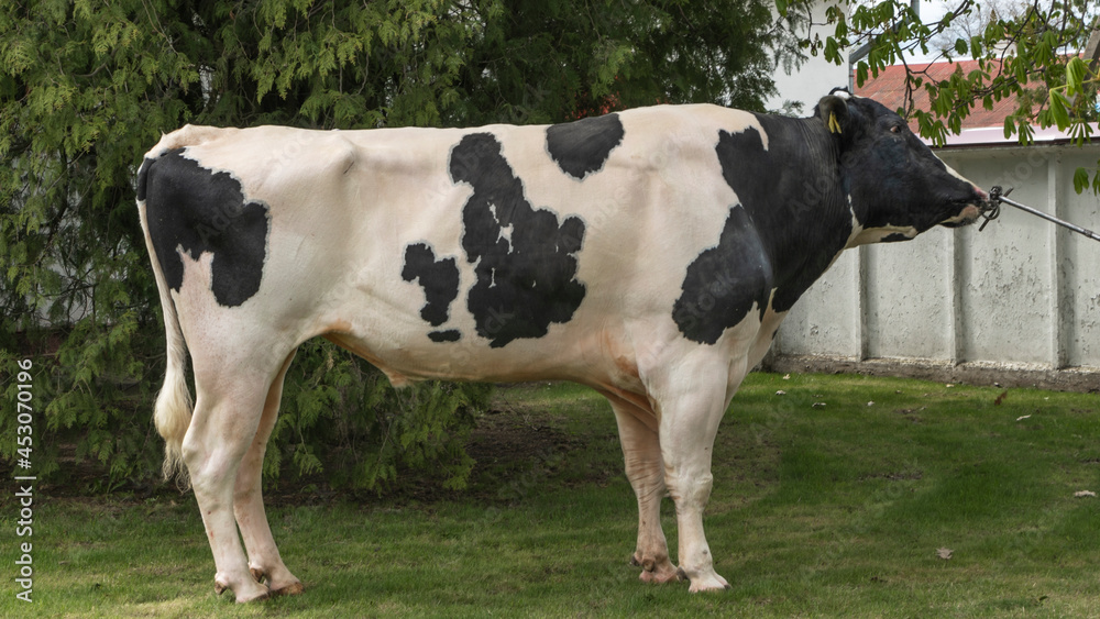 Bull-producer in the show rack. Images for the agricultural catalog. Production of sperm for insemination of cows. Agriculture business concept. Bull-producer in the show rack. Images for the agricultural catalog. Production of sperm for insemination of cows. Agriculture business concept.