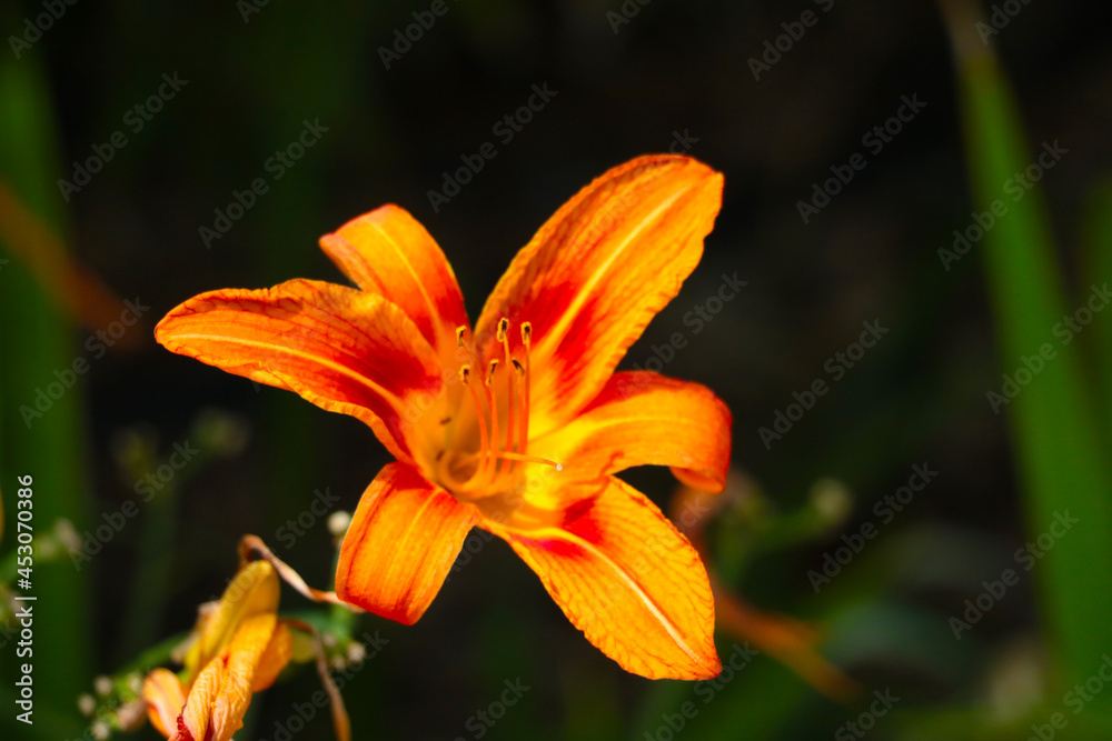 Blurry background, selective focus, orange flowering lily. Blurry background, selective focus, orange flowering lily.