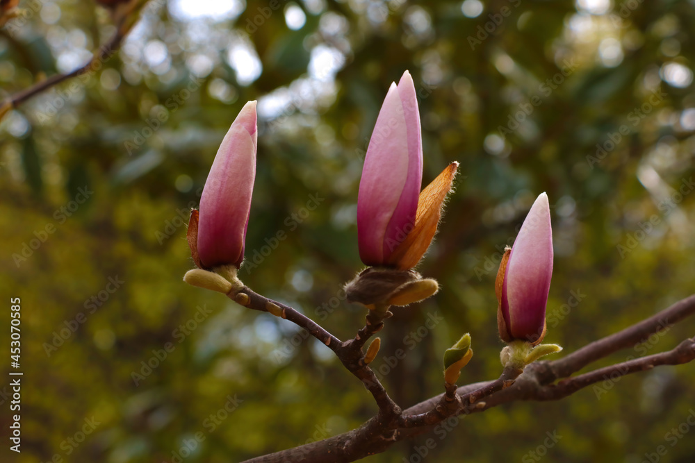 Fototapeta premium Buds of flowering magnolia in the park in the spring.