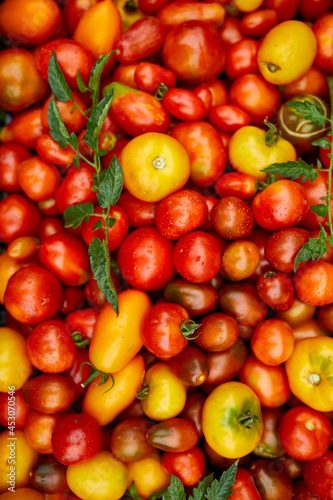 Fototapeta Naklejka Na Ścianę i Meble -  Different kinds of homegrown tomatoes, Assortment of tomatoes, local farmers market