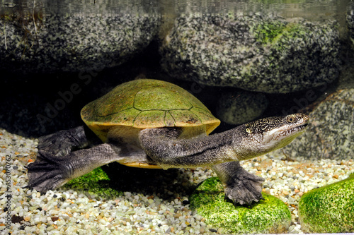 Parker's Schlangenhals-Schildkröte // Parker's snake-necked turtle (Chelodina parkeri) 