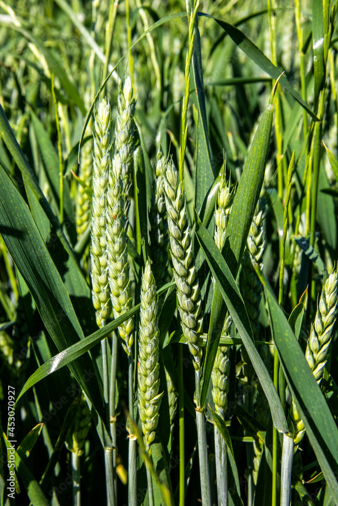 Fototapeta premium Croissance du blé dans un champ au printemps