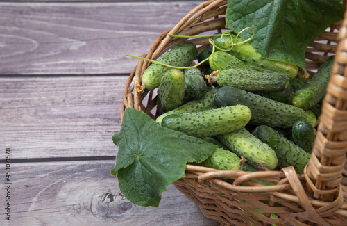 Background of cucumbers. Fresh cucumbers lie around a rectangular white leaf on a wooden table. Copy Space