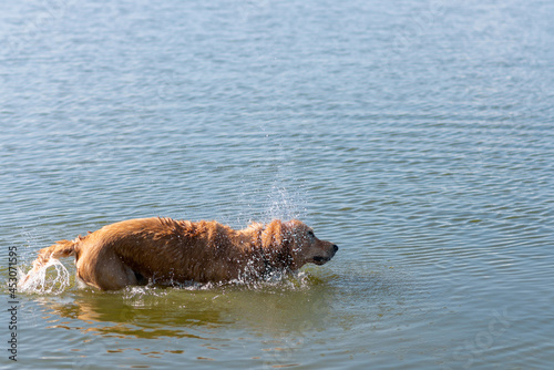 labrador retriever dog shaking off water. Golden lab shaking off water after swimming in a local river.Copy space. © ARVD73