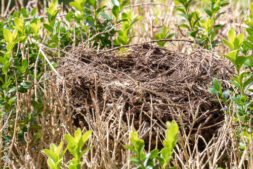 Selective focus on an abandoned or empty bird's nest on a box hedge. Macro photograph.