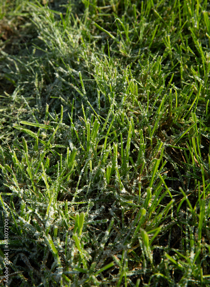 Grass with fertilizer. Chalk. Farming. Grass with fertilizer. Chalk. Farming.