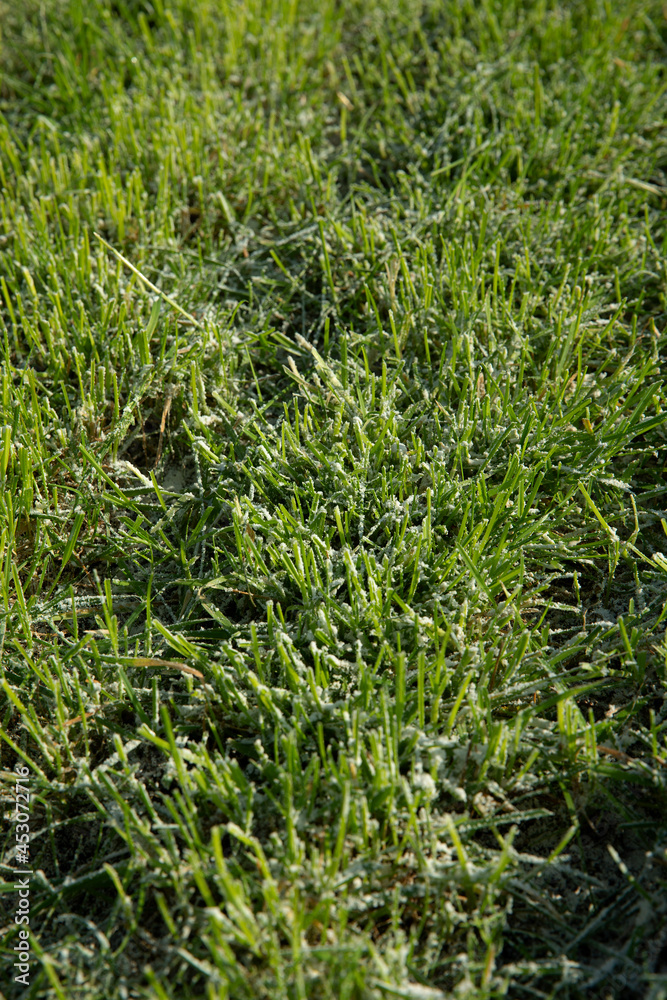 Grass with fertilizer. Chalk. Farming. Grass with fertilizer. Chalk. Farming.