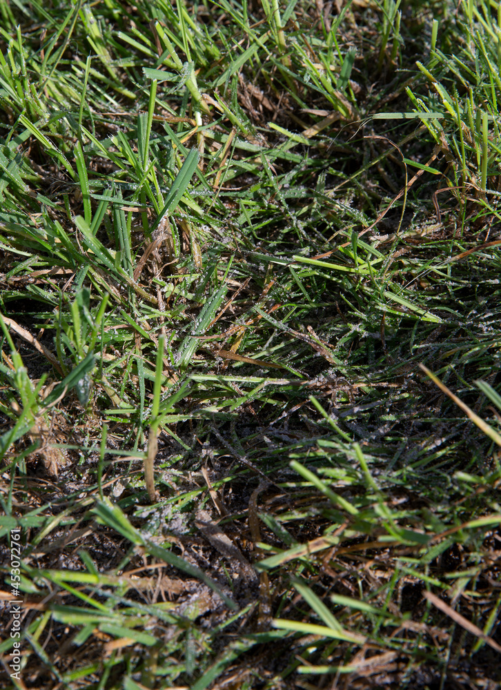 Grass with fertilizer. Chalk. Farming. Grass with fertilizer. Chalk. Farming.