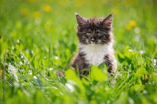 small fluffy playful gray Maine Coon kitten with white breast is walking on the green grass.