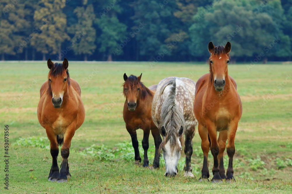 Four horses on the meadow