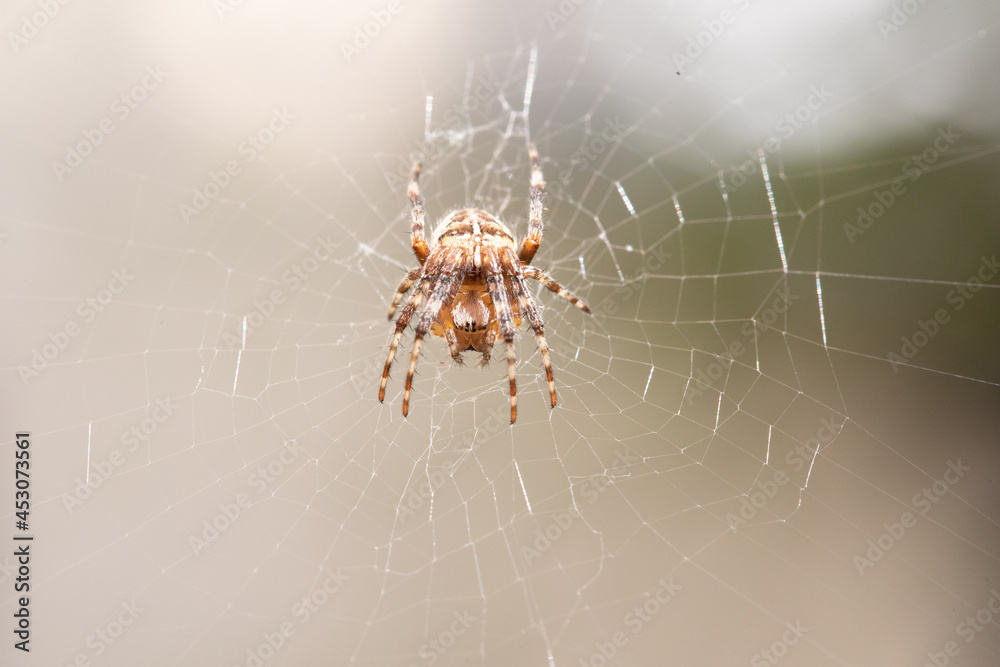 Fotografia do Stock Épeire diadème ou épeire des Jardins Adobe Stock — free download