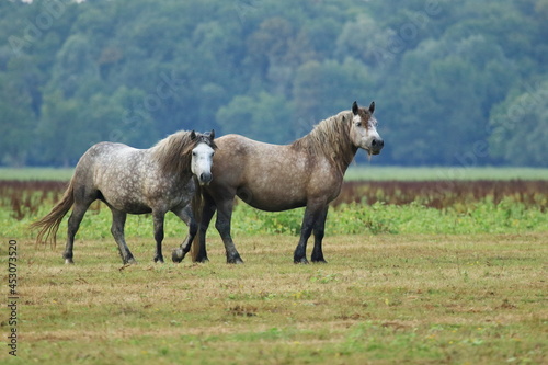 Two gray horses on meadow 