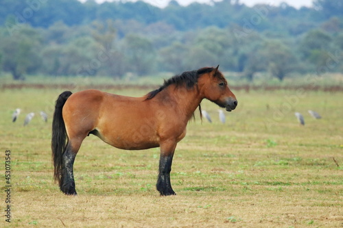 Brown horse posing on the meadow