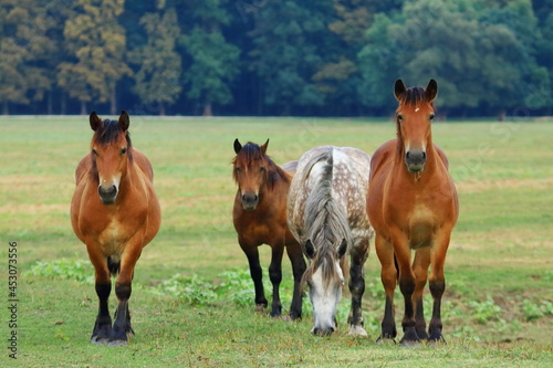 Four horses on the meadow
