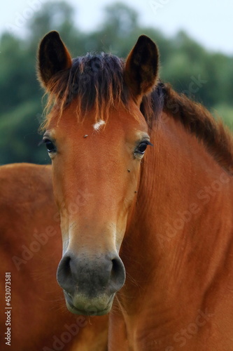 Horse portrait, cute farm animal © Simun Ascic