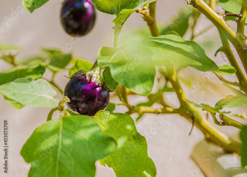 A Plant of Brinjal vegetable photo