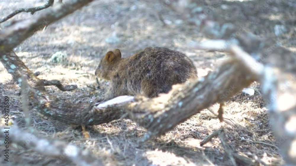 オーストラリア・パースのロットネスト島にいる野生のクオッカの動画 Video of a wild quokka on Rottnest Island in Perth, Australia. オーストラリア・パースのロットネスト島にいる野生のクオッカの動画 Video of a wild quokka on Rottnest Island in Perth, Australia.