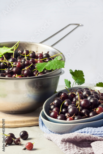 The jostaberry (Ribes x nidigrolaria) hybrid of a black currant and gooseberry