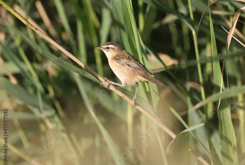 The sedge warbler (Acrocephalus schoenobaenus) is photographed close-up in a reed bed in soft morning light. Bird identification is possible.