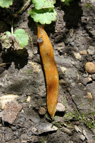 slug crawling along the ground in the sunny garden