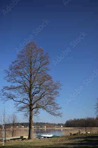 Fototapeta Naklejka Na Ścianę i Meble -  drzewo