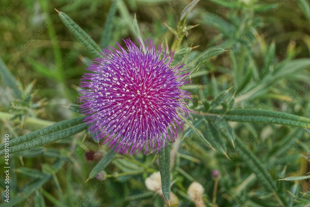 one big prickly red burdock flower on the stalk in the summer park one big prickly red burdock flower on the stalk in the summer park