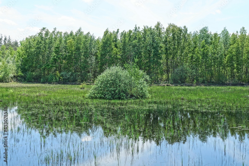 one green bush in the grass on the water of a forest lake against the background of pine trees and the sky