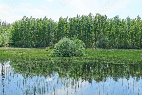 one green bush in the grass on the water of a forest lake against the background of pine trees and the sky
