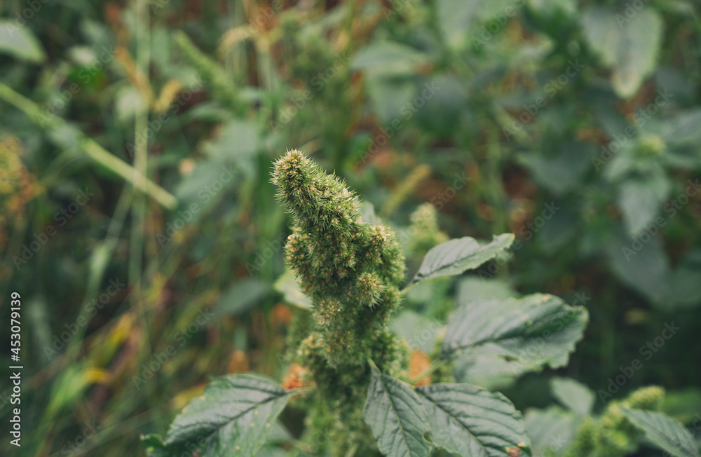 Weed grass. Weed grass.