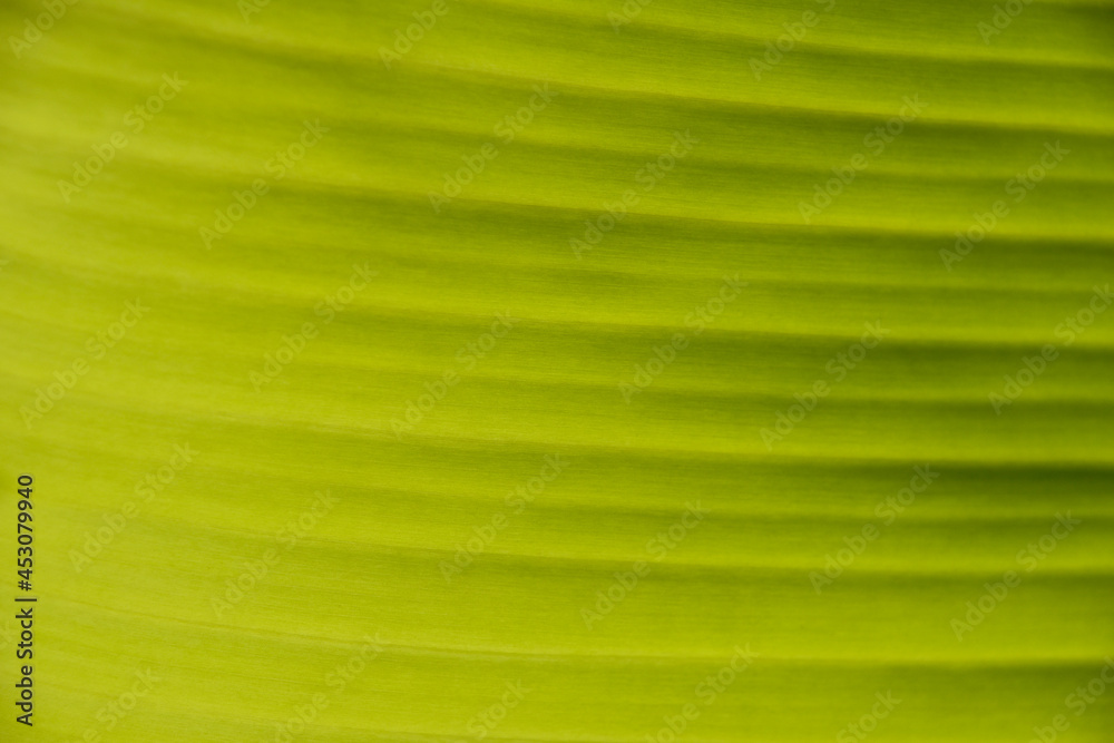 Green palm leaf texture with veins Green palm leaf texture with veins