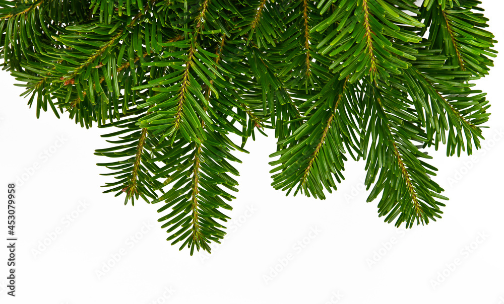 Close up branch of green spruce tree isolated Close up branch of green spruce tree isolated