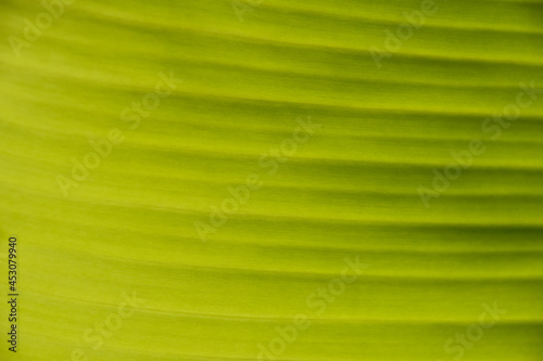 Green palm leaf texture with veins
