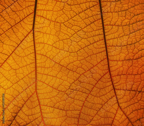 фотографія Close up texture of orange leaf with veins