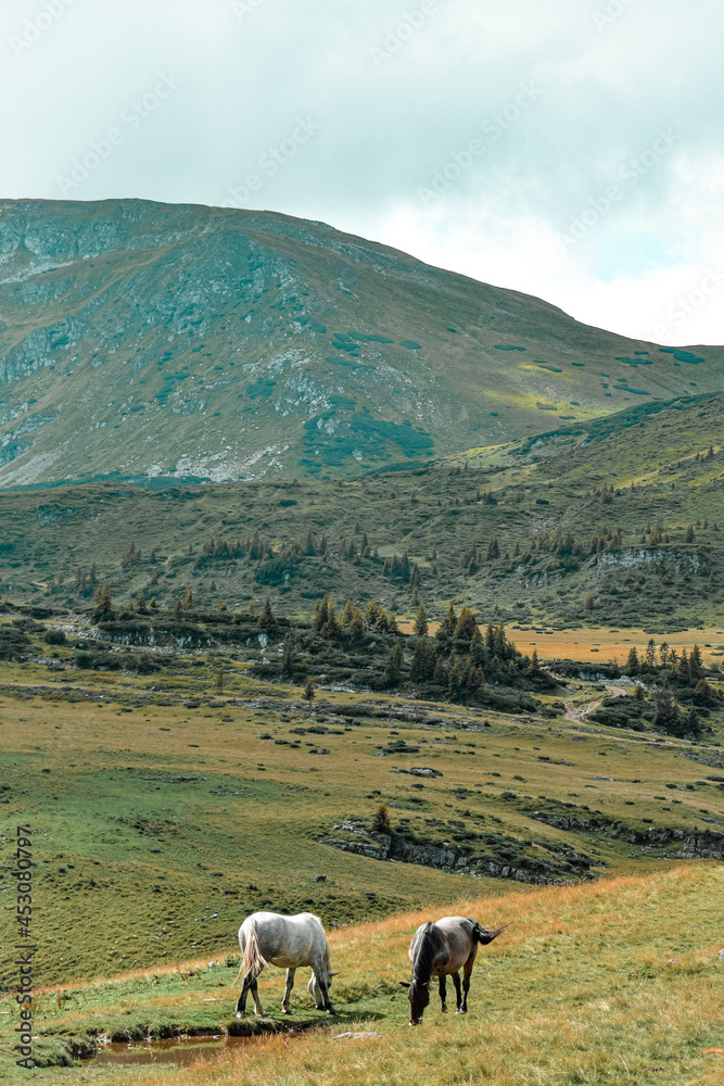 Fototapeta premium Horses in the mountains