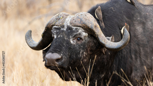 Big old Bull Cape Buffalo