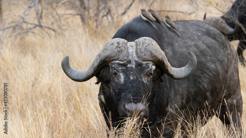 Big old Bull Cape Buffalo